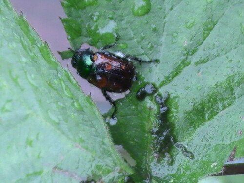 gartenlaubkafer-phyllopertha-horticola-l-1758-9089.jpeg