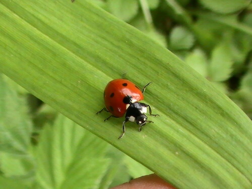 marienkafer-coccinella-septemp-9130.jpeg