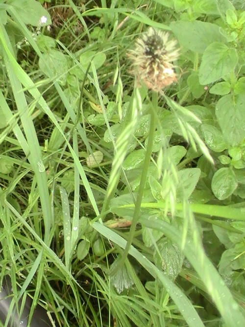 Der mittlere Wegerich kann an Wegrändern,  in Rasen oder an mageren(nicht nährstoffreichen) Standorten häufiger vorkommen.
http://de.wikipedia.org/wiki/Plantago_media

Aufnameort: Eiershausen Gemeindewiese
Kamera: Medion digitaler Full-HD-Camcorder mit Touchscreen