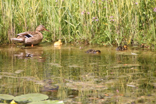 wildente-mit-kuckuckskind-7292.jpeg