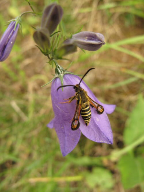 hornklee-glasflugler-bembecia-ichneumoniformis-16274.jpeg