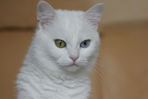 Katze mit verschiedenfarbigen Augen

Aufnameort: Alfter
Kamera: EOS 500 D