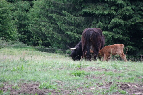 anguskalb-beim-saugen-7197.jpeg