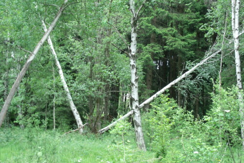 

Aufnameort: Im Wald bei Fichtelberg
Kamera: GE