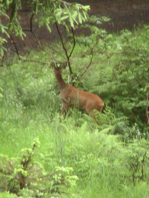 Rehe sind noch manchmal bei Dämmerung oder wie hier am frühen Morgen beim Äsen zu überraschen.
Kürzlich erschien im Internet ein Artikel über die Vielzahl des Wildes in hessischen Wäldern - sollte auch nachhaltig gejagt werden???
http://de.wikipedia.org/wiki/Reh

Aufnameort: Waldweg östlich des Weihers Müller´s Hecke oder Am Steert
Kamera: Medion digitaler Full-HD-Camcorder mit Touchscreen