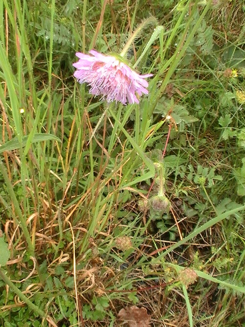 Öfters auch in Wiesen oder ggf. auch auf Weiden wachsend und eventuell blühend
http://de.wikipedia.org/wiki/Ackerwitwenblume

Aufnameort: Eiershausen Rand einer Wiese bzw. Weide
Kamera: Medion digitaler Full-HD-Camcorder mit Touchscreen