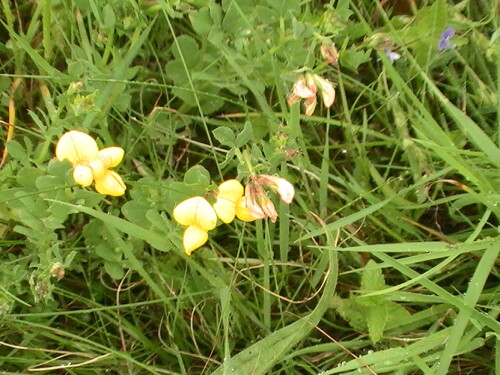 gewohnlicher-hornklee-lotus-corniculatus-l-9084.jpeg