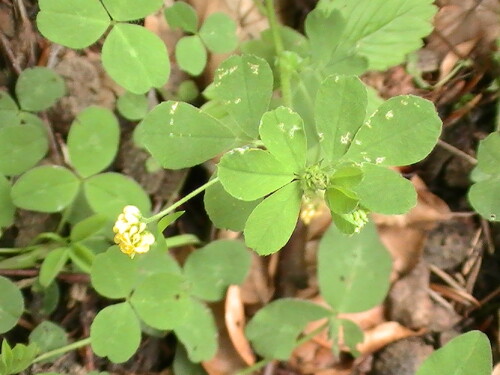 hopfenklee-medicago-lupulina-l-9132.jpeg