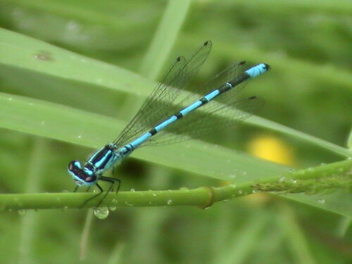 hufeisen-azurjungfer-coenagrion-puella-l-1758-9085.jpeg