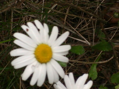 Mageriten wachsen auf nährstoffreichen Wiesen, Weiden, an ruderalen Standorten oder auch auf Äckern; sie wird sogar an Autobahnböschungen ausgesät.
http://de.wikipedia.org/wiki/Magerwiesen-Margerite

Aufnameort: Eiershausen Garten
Kamera: Medion digitaler Full-HD-Camcorder mit Touchscreen