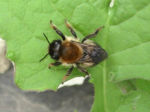 sandbiene-andrena-cf-bicolor-fabricius-9151.jpeg