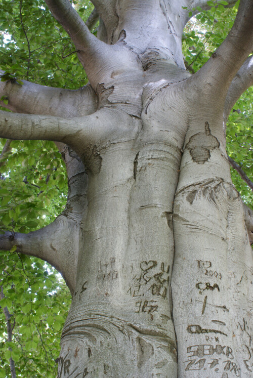 Dieser Baum gehörte zu den faszinierenden großen, jahrhundertealten Bäumen, die sich immer wieder finden lassen und so unerschütterlich scheinen. Auch Nachrichten halten sich auf ihnen ewig.


Kamera: sony