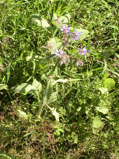 borretsch-borago-officinalis-l-9208.jpeg