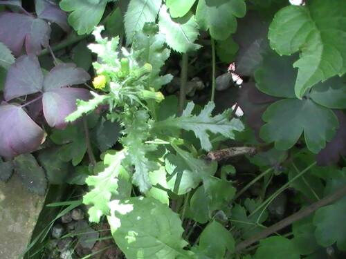 gewohnliches-greiskraut-senecio-vulgaris-l-9214.jpeg