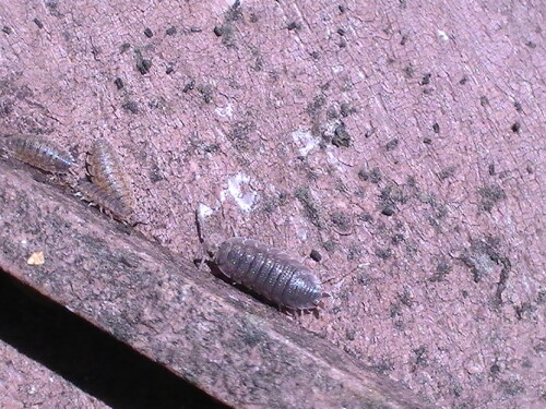 kellerasseln-porcellio-scaber-latreille-1804-9215.jpeg