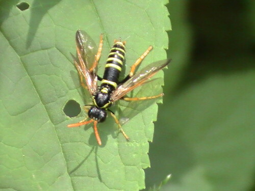 Eine Pflanzenwespe, die sich ziemlich bei ihrer Eiablage auf Braunwurzgewächse(Scrophularia spec.) beschränkt, d. h. sich auf ihre Futterpflanze spezialisiert hat.
Als Vergleichsfoto ein Link zu einer Hymenopterengalerie:
http://gallery.hymis.eu/gallery/fotos/popups/pictures.php?sub=yes&page=170&IDs=2&total=225&level=1

Aufnameort: Eiershausen Hirschbergwald
Kamera: Medion digitaler Full-HD-Camcorder mit Touchscreen