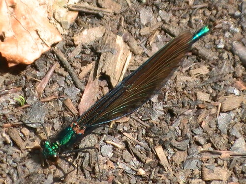 Manchmal lassen auch Insekten einem rechte nahe an sich heran.
http://de.wikipedia.org/wiki/Prachtlibelle

Aufnameort: Eiershausen Gisse
Kamera: Medion digitaler Full-HD-Camcorder mit Touchscreen