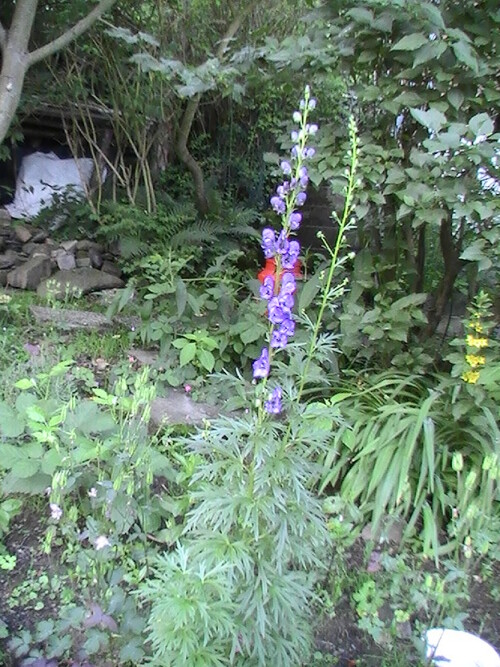 blauer-eisenhut-aconitum-napellus-l-9212.jpeg