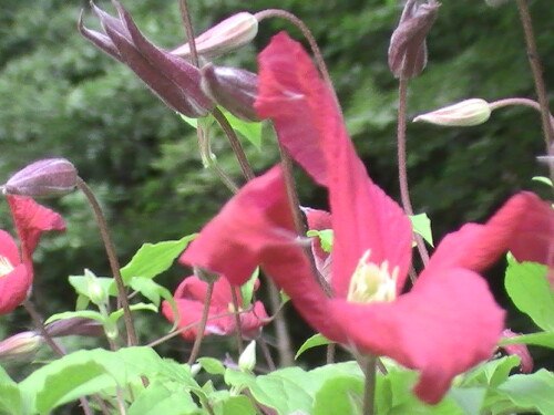 Waldreben werden auch in verschiedenen Sorten von Gärtnereien wie Blumengeschäften für Gärten angeboten.
http://de.wikipedia.org/wiki/Clematis

Aufnameort: Eiershausen am Haus
Kamera: Medion digitaler Full-HD-Camcorder mit Touchscreen