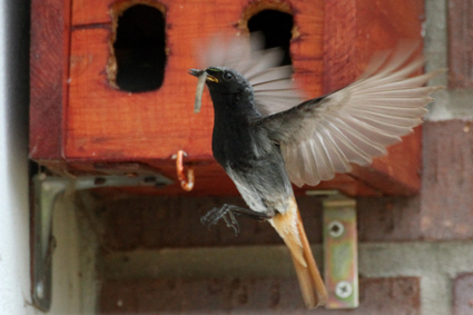 hausrotschwanz-fliegt-vorm-nistkasten-7275.jpeg