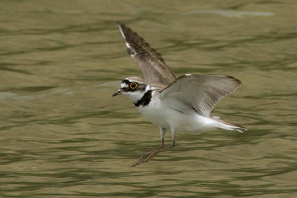 flussregenpfeifer-im-flug-7274.jpeg