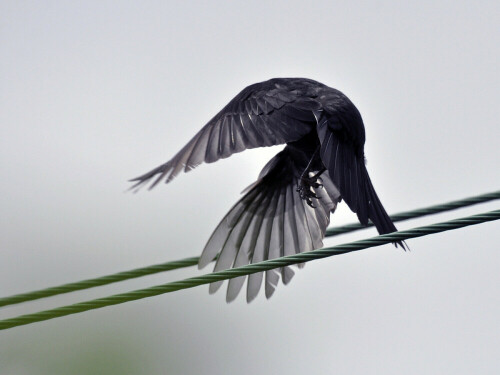 abflug-einer-jungen-amsel-7256.jpeg