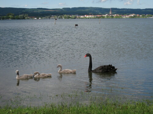 Junge schwarze Schwäne auf dem Untersee bei Radolfzell

Aufnameort: Moos, Halbinsel Höri, 2012
