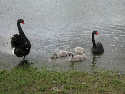 Familie schwarzer Schwäne am Bodenseeufer bei Radolfzell

Aufnameort: Moos, 2012
