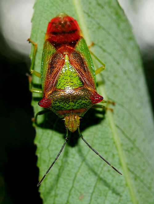 Dorsalansicht der adulten Stachelwanze Acanthosoma haemorrhoidale.

Aufnameort: Freiburg i. Br.
Kamera: Nikon D600