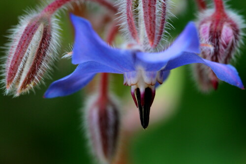 Aus unserem Garten, wo sich nicht nur Digitalis, sondern auch Boretsch regelmäßig selbst aussät.

Aufnameort: Marburg, Garten An der Zahlbach 19
Kamera: Canon EOS 600D, 1/160; 5,6; 100,0mm; ISO 320