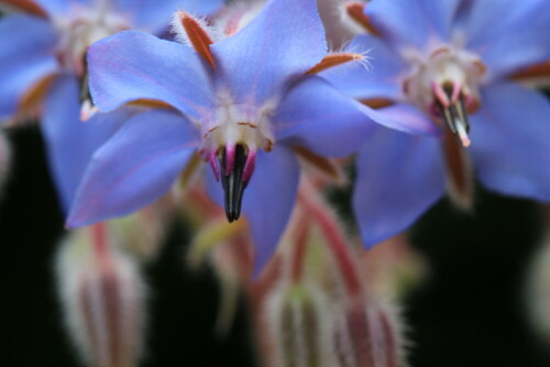 

Aufnameort: Marburg, An der Zahlbach 19, Garten 30.06.2012
Kamera: Canon EOS 600D, 1/125; 5,6; 100,0mm; ISO 250