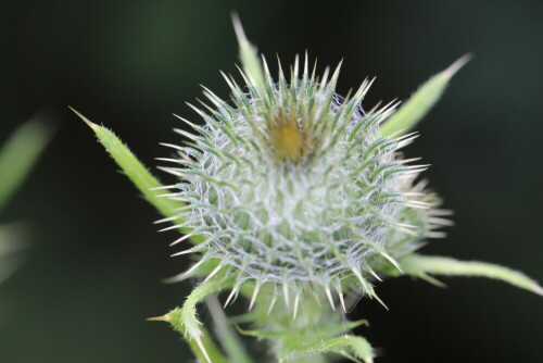 Am 30.06.2012 in unserem Vorgarten aufgenommen, eine wehrhafte Knospe.

Aufnameort: Marburg, Vorgarten An der Zahlbach 19
Kamera: Canon EOS 600D, 1/125; 5,6; 100,0mm; ISO 800