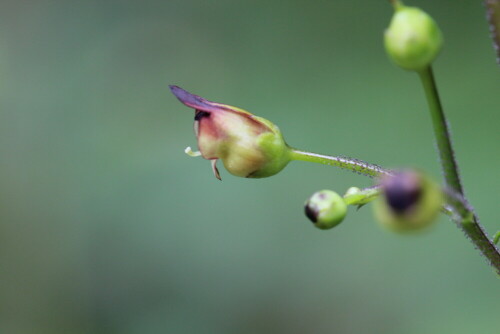 knotige-braunwurz-scrophularia-nodosa-l-9497.jpeg