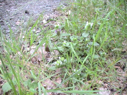 Zusammen mit der kleinen Braunelle(Prunella vulgaris(L.)) treten standortsspezifisch auch weißblühende Exemplare auf.


Aufnameort: Eiershausen Waldweg am Hirschberg
Kamera: Medion digitaler Full-HD-Camcorder mit Touchscreen