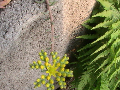 scharfer-mauerpfeffer-sedum-acre-l-9283.jpeg