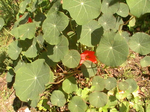 kapuzinerkresse-tropaeolum-l-8766.jpeg