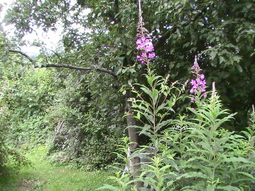 Auch nach Kahlschlägen oder Windwurf im Wald oft massenhaft vorkommend
 http://de.wikipedia.org/wiki/Schmalbl%C3%A4ttriges_Weidenr%C3%B6schen

Aufnameort: Eiershausen Garten
Kamera: Medion digitaler Full-HD-Camcorder mit Touchscreen