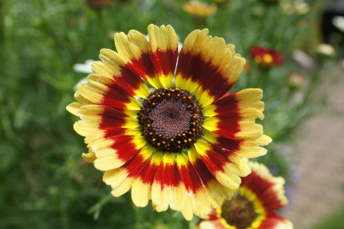 bunte-wiesenblume-7317.jpeg