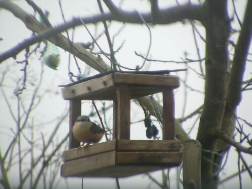 kleiber-sitta-europaea-l-im-futterhaus-13568.jpeg