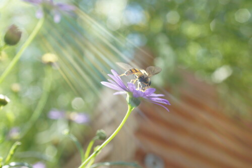 schwebefliege-im-sonnenschein-7318.jpeg
