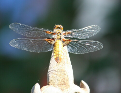 libelle-zum-fototermin-2-7329.jpeg