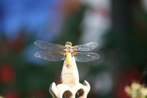 Auf einer eisenern Gartenlampe landete immer wieder nach kleinen Rundflügen diese Libelle. Für sie war es wohl der angenehmste Platz und mir erlaubte es viele detaillierte Aufnahmen. Perfekt! Meistens habe ich kein Glück, weil alle Libellen sehr aufmerksam sind und bei der kleinsten Bewegung schnell weg sind!

Aufnameort: Terrasse am Haus
Kamera: Canon EOS 400D