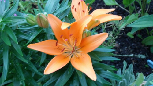 Lilien im Blumenbeet

Aufnameort: in meinem Garten
Kamera: GE x15