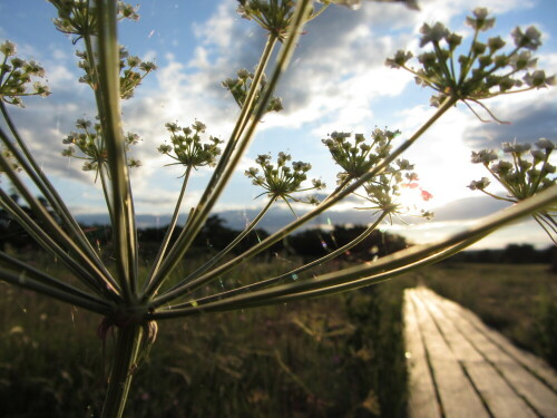 

Aufnameort: Mainz
Kamera: Canon Powershot SX230