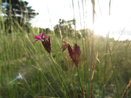 little-pink-flowers-7333.jpeg