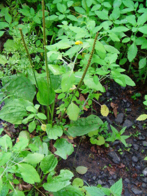 breitwegerich-plantago-major-l-9550.jpeg