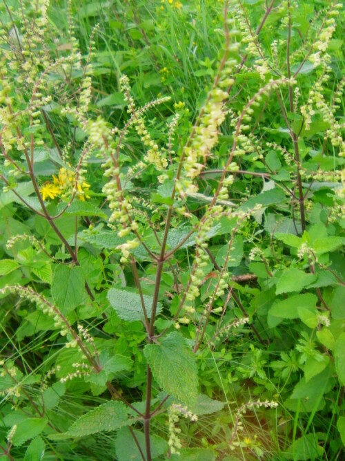 Am Westrand einer Wachholderheide in der Umgebung von Eiershausen
http://de.wikipedia.org/wiki/Teucrium_scorodonia

Aufnameort: Eiershausen und Umgebung
Kamera: Medion Full-HD-Camcorder mit Touchscreen