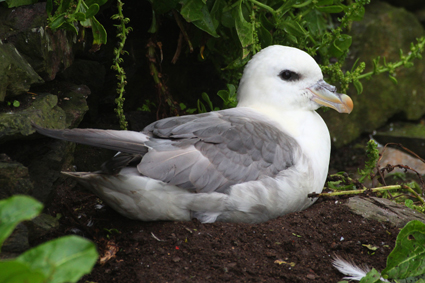 eissturmvogel-7410.jpeg