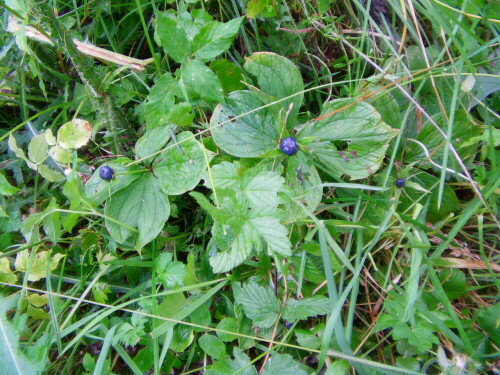 Östlich vom Weiher "Am Steert" bzw. an "Müller´s Hecke" wachsen auch Einbeeren - hier fruchtend.
http://de.wikipedia.org/wiki/Einbeere

Aufnameort: Eiershausen Weiher " Am Steert" bzw. an "Müller´s Hecke"
Kamera: Medion digitaler Full-HD-Camcorder mit Touchscreen