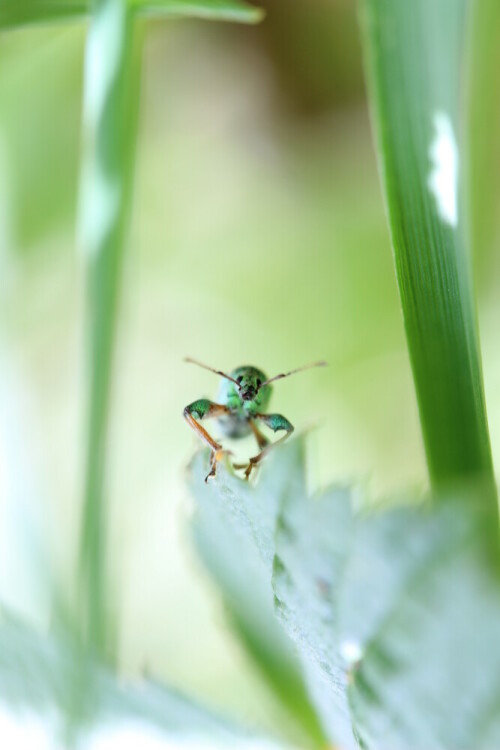 


Kamera: EOS 600D, 60mm